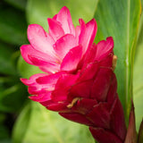 Pink Ginger Plant Live for Planting, Hawaiian Ginger Flower Plant, Tropical Ginger Plant Well-Rooted for Indoor Outdoor Growing, 5-9" Tall