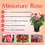 Mini Rose Bush, Miniature Rose Flowers in 3'' Pot, Compact Flowering Rose for Indoor Outdoor Gardens and Containers (Red Pink Roses)