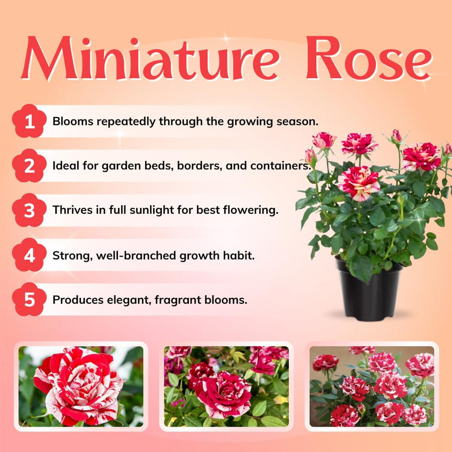 Mini Rose Bush, Miniature Rose Flowers in 3'' Pot, Compact Flowering Rose for Indoor Outdoor Gardens and Containers (Red Pink Roses)