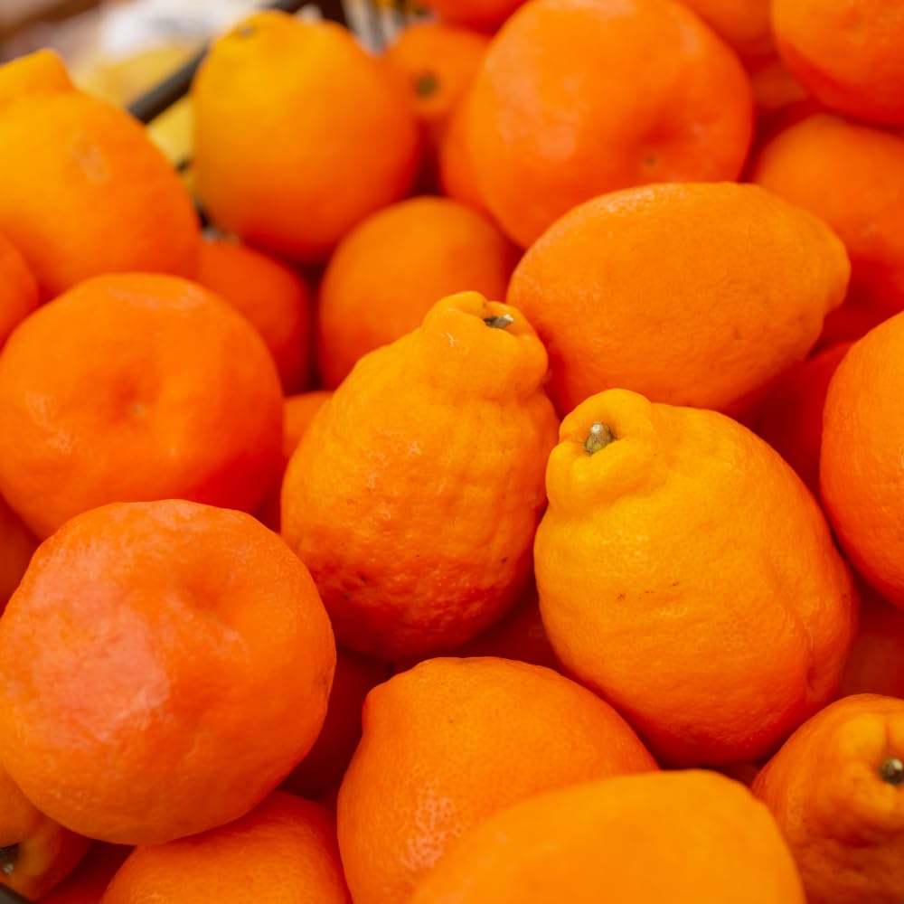Ugli Tangelo Plant Live, Grafted Orange Tangelo Live Plant, Grafted Fruit Tree, 3 Feet Tall for Outdoor Planting