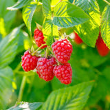 Live Red Raspberry Plant in 4 Inches Pot, 6-8 Inches Tall Berry Bushes, Sweet Raspberries Seedling Outdoor Planting