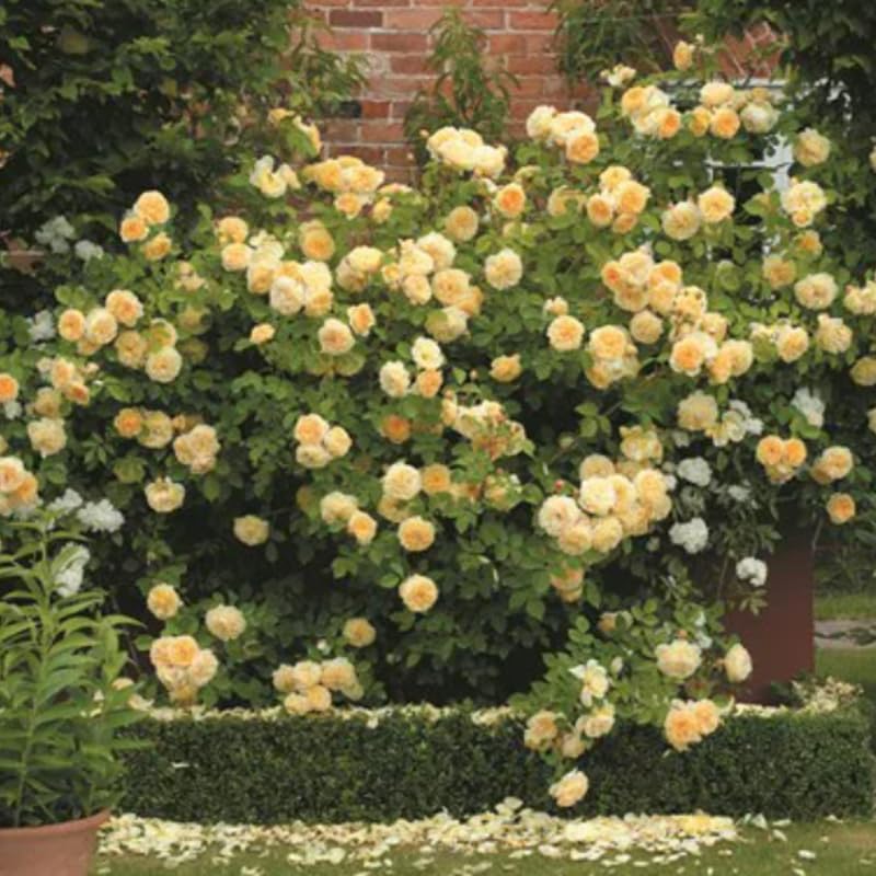 Sunrosa Bush Roses for Garden, Fragrant and Hardy Rose Plants for Outdoor Planting, No Pot, 5 to 9 Inc Tall Starter Plant Well-Rooted, Yellow Blooms