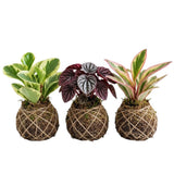 3 Assorted Peperomia Plants Live, Peperomia Houseplant Live Plant Growing Indoor Outdoor, 4 to 6 Inches in Height