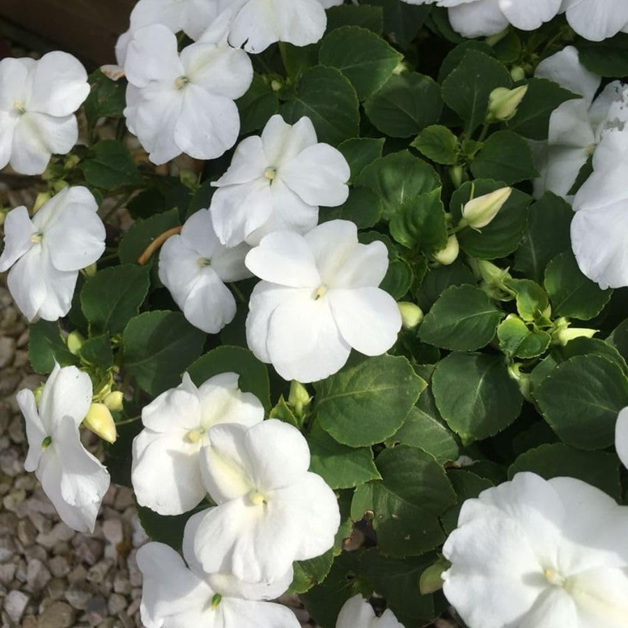 White Impatiens Live Plant in 4-Inch Pot, Impatiens Plant 3-5 Inch Tall, Flowering Annual for Gardens and Containers