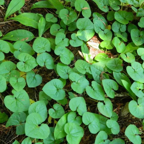 Pack 5 Wild Ginger Plants Live Bareroots, Ginger Live Plants, Ornamental Ginger Flowers