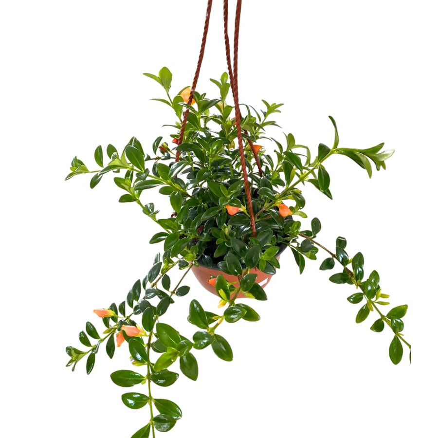 Orange Goldfish Plants Live Houseplants, Tropical Goldfish Plant in 4 Inches Pot, 4-7 Inches Height, Vibrant Trailing Plant for Home Office Decor