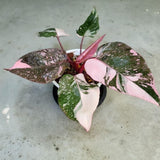 Rare Philodendron Plant Live in 4" Pot, Variegated Red White and Green Leaves, Rare Houseplant Indoor Outdoor Decor, Colorful Stems
