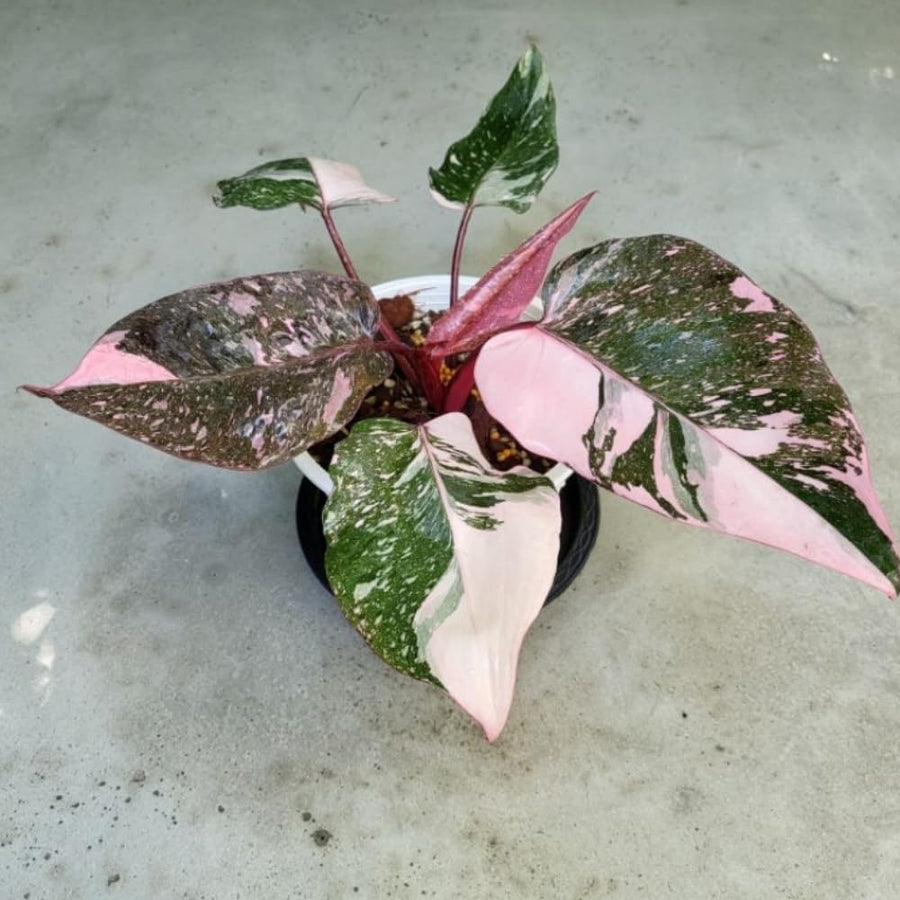 Rare Philodendron Plant Live in 4" Pot, Variegated Red White and Green Leaves, Rare Houseplant Indoor Outdoor Decor, Colorful Stems
