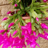 Christmas Cactus Plant Live, Holiday Cactus Live Plant, 4 to 6 Inc Tall, Hanging Baskets Houseplants, 4 Inc Potted, Gardening Indoor Outdoor (Pink)