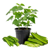 2PPP Winged Bean Plant Live in 4 Inch Pot, Bean Live Plant 5 Inches Tall, Well Rooted Vegetable Plant for Growing