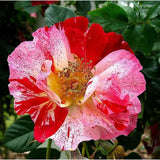 Fourth of July Climbing Roses Live Plants 7 Months Old, Rose Bushes Ready to Plant 5-9" Tall, Very Fragrant, Can Grow As Climber or Bush Tree or Trellises, Walls, Fences