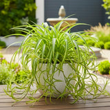 Curly Spider Plant Live, Variegated Spider Plant, 2-4'' Tall, Chlorophytum Comosum, Live Indoor Houseplant for Hanging Basket, Well Rooted, No Pot