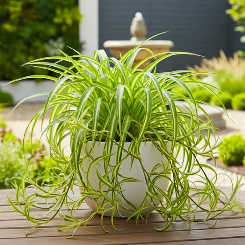 Curly Spider Plant Live, Variegated Spider Plant, 2-4'' Tall, Chlorophytum Comosum, Live Indoor Houseplant for Hanging Basket, Well Rooted, No Pot