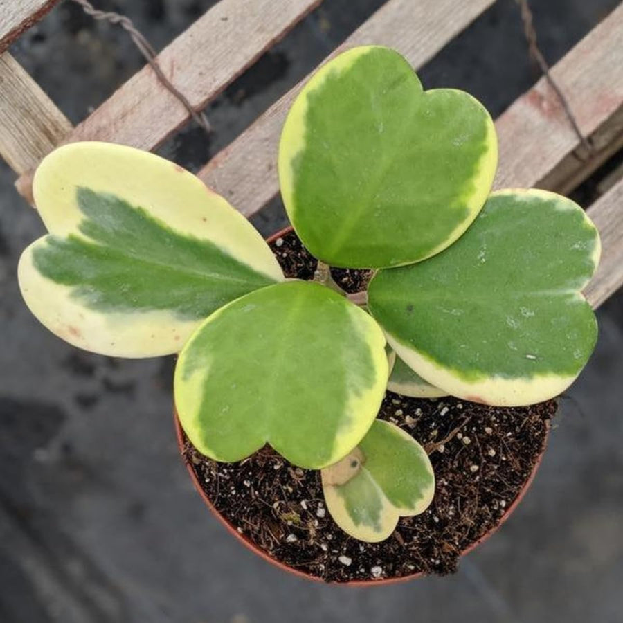 Variegated Hoya Kerrii Live Plant, 4 Inch Pot, Hoya Heart Plants Live Houseplants Indoor Outdoor, Multiple Leaves