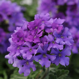 Perennial Purple Verbena Plants Live, Sets 6 Plants Verbena for Planting, No Pot, Size 5-9 Inc Tall, Spring Plants Verbena for Trailing Basket, No Pot