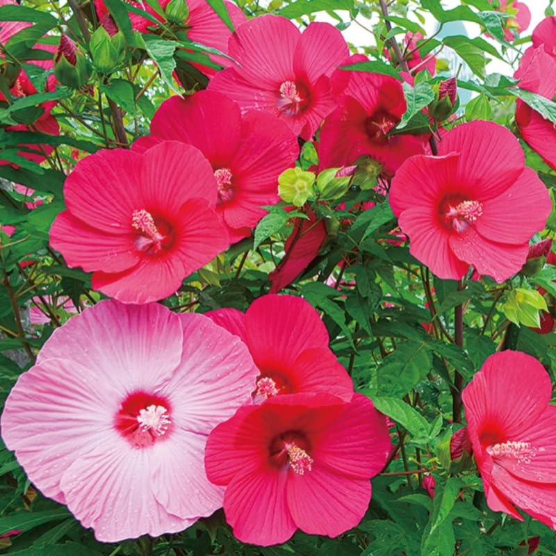 Rose Hibiscus Plant Live, Hardy Hibiscus Flowers for Outdoor Landscapes, 5-9 Inch Height, Ornamental Hibiscus Bush Shrub, Well-Rooted, No Pot