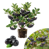 Chokeberry Plant Live, Black Chokeberry Live Plant for Home Garden, 2-3 Years Old Bare Roots, Black Berries Shrub, 14 to 16 Inches Tall