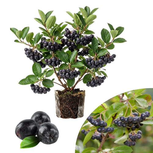 Chokeberry Plant Live, Black Chokeberry Live Plant for Home Garden, 2-3 Years Old Bare Roots, Black Berries Shrub, 14 to 16 Inches Tall