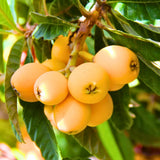 Live Golden Loquat Tree, Sweet Yellow Loquat Fruit Plant for Home Garden and Patio, 8-10" Tall, 4" Pot
