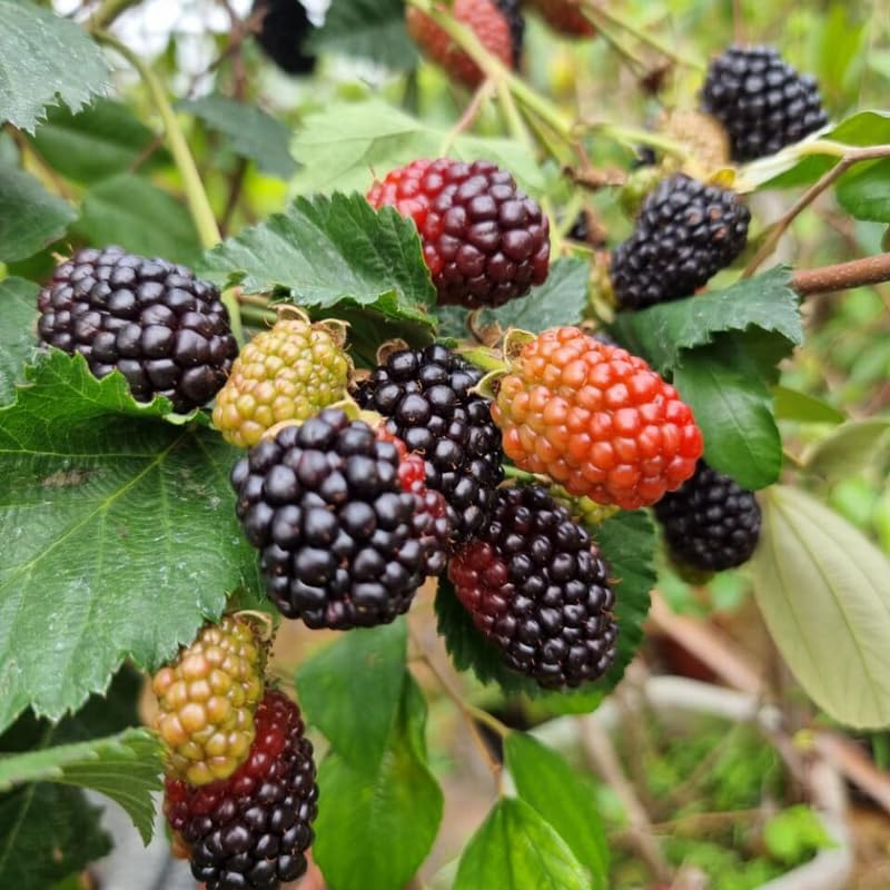 Set 2 Thornless BlackBerry Bushes Live Plants, Edible Blackberries Fruit Tree, 4-8 Inch, Outdoor and Container Growing - Arapaho