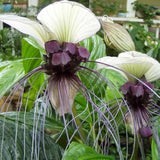 Pack 2 White Tacca Chantrieri Plants Live, Black Orchid Bat Flower 3-6 Inches, Indoor Houseplant, Outdoor Planting