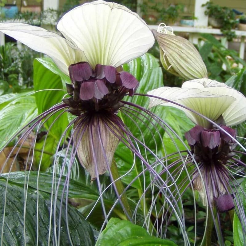 Pack 2 White Tacca Chantrieri Plants Live, Black Orchid Bat Flower 3-6 Inches, Indoor Houseplant, Outdoor Planting