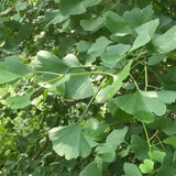 Ginkgo Biloba Tree Live Plant 1 Year Old Seedling, Yellow Maidenhair Tree for Outdoor Planting, 6-10 Inches in Tall in 4" Potted