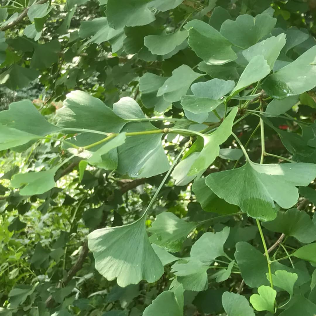 Ginkgo Biloba Tree Live Plant 1 Year Old Seedling, Yellow Maidenhair Tree for Outdoor Planting, 6-10 Inches in Tall in 4" Potted