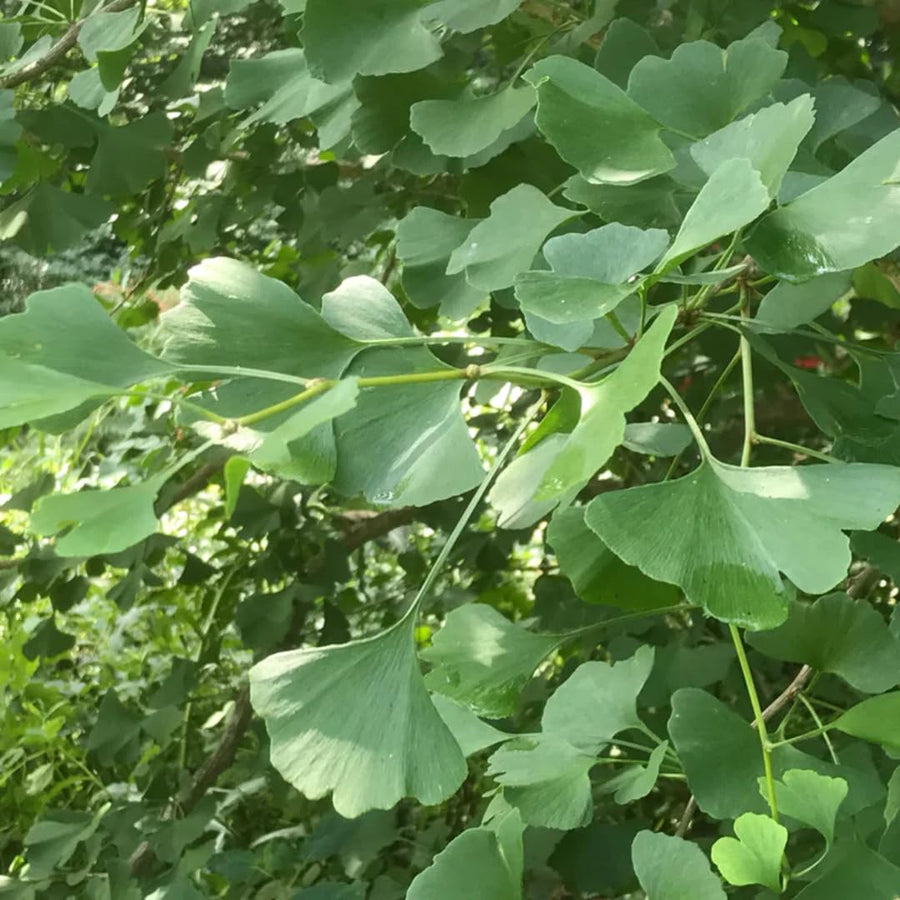 Ginkgo Biloba Tree Live Plant 1 Year Old Seedling, Yellow Maidenhair Tree for Outdoor Planting, 6-10 Inches in Tall in 4" Potted