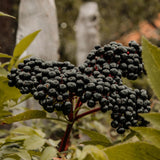 Black Elderberry Plant Live in 4" Pot, Elderberry Bushes, Well Rooted from 4 to 6 Inches Tall, Edible Berry Bush for Outdoor Planting