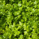 Parsley Plant Live for Planting, 3 Inch Pot, Live Parsley Plant, Planting in Containers, Home Garden