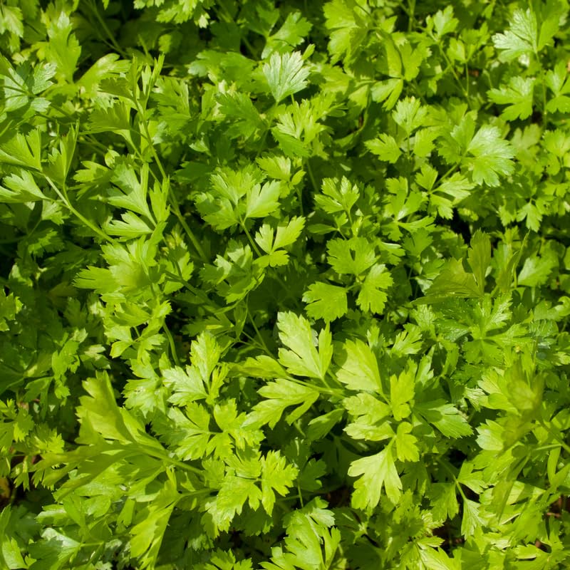 Parsley Plant Live for Planting, 3 Inch Pot, Live Parsley Plant, Planting in Containers, Home Garden