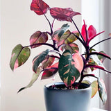 Red Variegated Philodendron Plant in 4'' Pot, Rare Philodendron Tropical Houseplant, Easy Care Indoor Plant