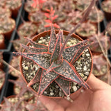 Live Purple Aloe Succulent Plant, 4 Inch Pot for Indoor or Outdoor Home Decor