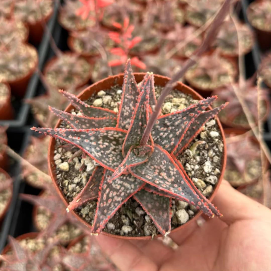 Live Purple Aloe Succulent Plant, 4 Inch Pot for Indoor or Outdoor Home Decor