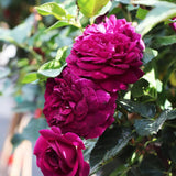 Purple Climbing Rose Live Plant, Fragrant Climber Rose for Garden, Hybrid Tea Roses Bushes, Establish Root, Cut Back