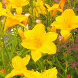Set 2 Yellow Daylily Live Starter Plant, 4-6" Tall, Daylilies Plant, Hardy Flowering Plant for Yard, Garden and Landscaping, Bareroot