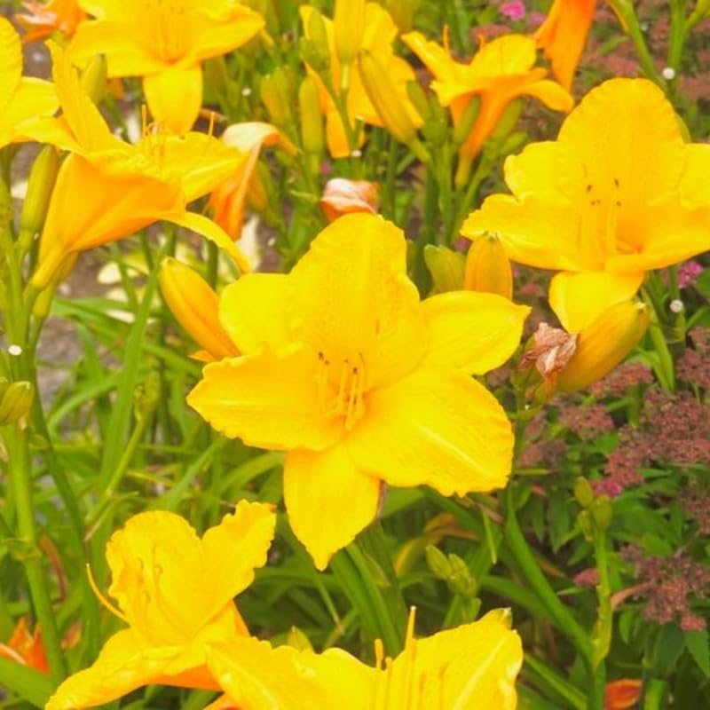 Set 2 Yellow Daylily Live Starter Plant, 4-6" Tall, Daylilies Plant, Hardy Flowering Plant for Yard, Garden and Landscaping, Bareroot