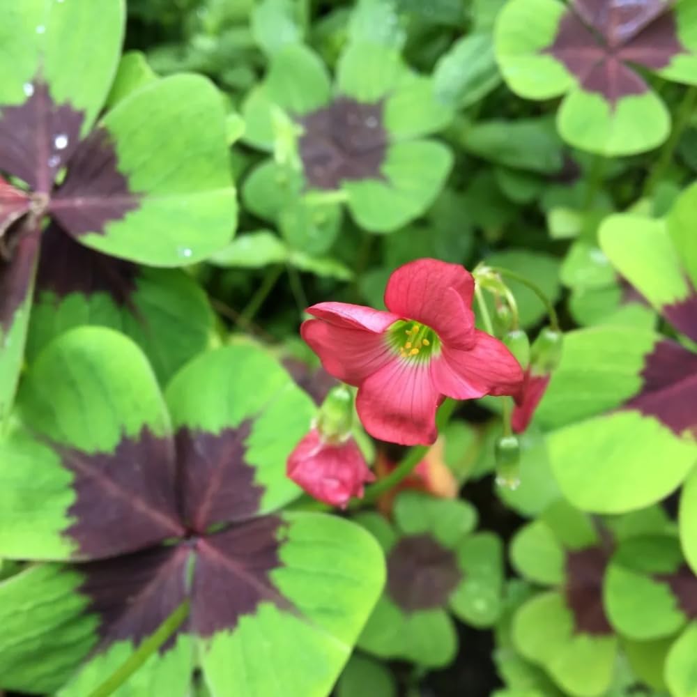 Oxalis Plant in 4'' Pot, 4-8'' Tall, Shamrock Flowers Plants, Perennial Flower Plants for Indoor and Outdoor Garden (Dark Pink Oxalis)