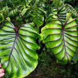2 Alocasia Live Plants, Live Alocasia Plants Indoor, 3 to 5 Inches, Colocasia Plant, Elephant Ear Esculenta Taro Colocasia Plant House Plant (Purple Black Vein)