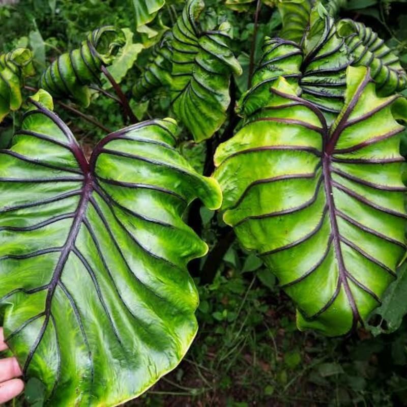 2 Alocasia Live Plants, Live Alocasia Plants Indoor, 3 to 5 Inches, Colocasia Plant, Elephant Ear Esculenta Taro Colocasia Plant House Plant (Purple Black Vein)