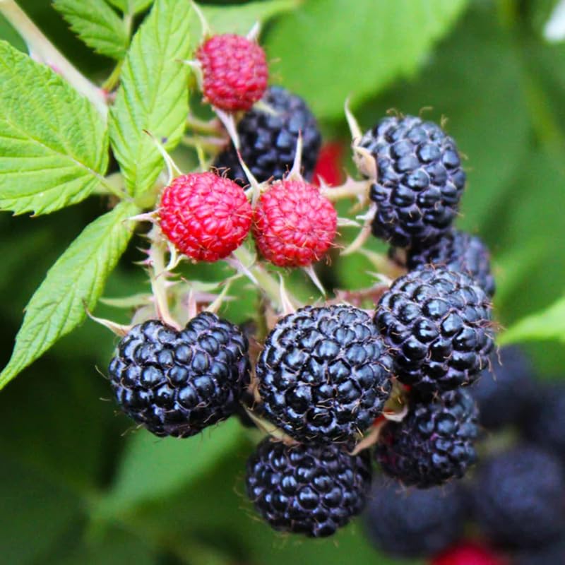 Black Raspberry Plant Live for Planting, Black Raspberry Bush Live Plant Potted 20-30 Inch Tall, Sweet Raspberry Fruit Tree
