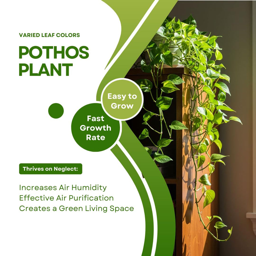 Set 6 Assorted Pothos Live Plants, Live Pothos Plant Indoor, 4 to 6 Inc Tall, Easy Care Indoor Outdoor Houseplants Plants, No Pot