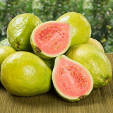 4 Pink Guava Trees Live Plants for Planting, 5 to 10 Inc Tall, Zones 9-11