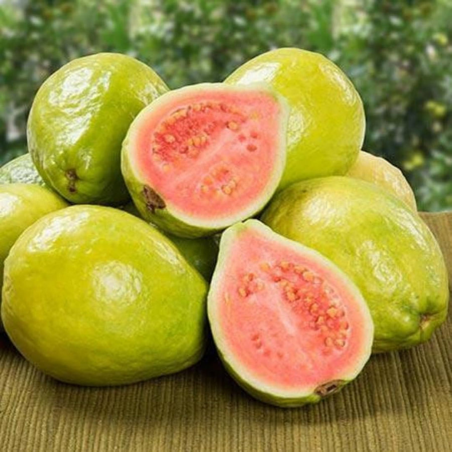 Pink Guava Trees Live Plants 2-2.5 Feet Tall, Cold Hardy Guava Tree Fruit, Zones 9 to 11, Sweet Flavor