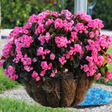 Combo 4 Begonias Houseplant Live Indoor, Bronze Leaf Begonia Maculata Live Plant, Rose Begonias Live Plants Outdoor, 4 to 8 Inc Tall