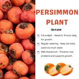 American Persimmon Live Plant Tree, 6-10 Inch Tall, in Quart Pot, Fruit Tree for Outdoor Garden, Yard, and Patio, Dormant in Winter
