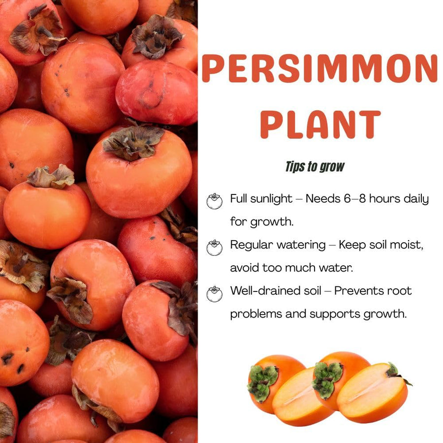 American Persimmon Live Plant Tree, 6-10 Inch Tall, in Quart Pot, Fruit Tree for Outdoor Garden, Yard, and Patio, Dormant in Winter