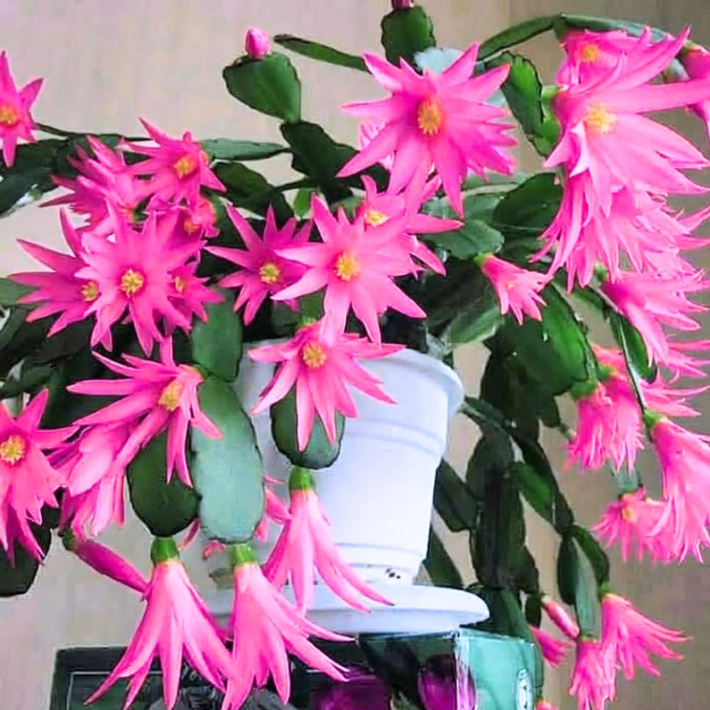 1 Easter Cactus Plant Live, Spring Cactus Live Plant, 4-8 Inch Height, Holiday Blooms for Outdoor Spaces, No Pot, Bareroot (Pink)