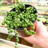 String of Pearls Plant Live, Trailing Succulent Vine, Indoor Hanging Houseplant, 4 Inch Pot
